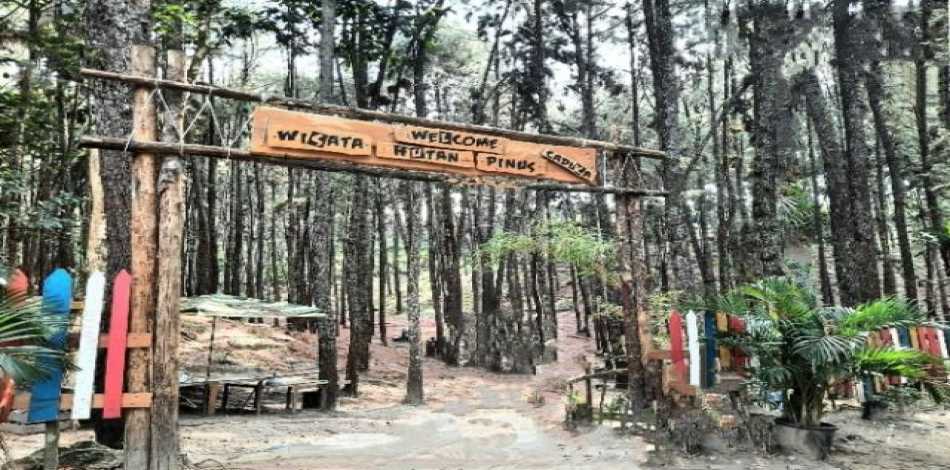 HUTAN PINUS CADIKA