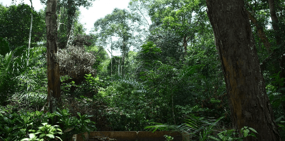 HUTAN LINDUNG BANGKINANG